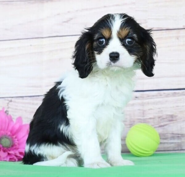 Cavalier King Charles Spaniel Puppies whatsapp:+44-7543-4700-27