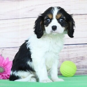Cavalier King Charles Spaniel Puppies whatsapp:+44-7543-4700-27 | PostAds PH