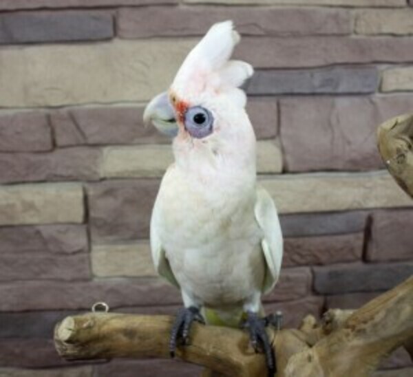 Beautiful Female Cockatiel - Great Companion whatsapp:+44-7543-4700-27