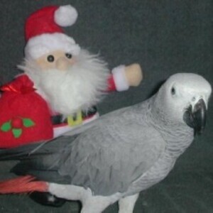 Congo African Grey Parrots whatsapp:+44-7543-4700-27 | PostAds PH