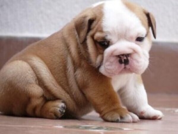 Nice English Bulldog Puppies whatsapp:+44-7543-4700-27