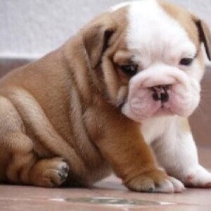 Nice English Bulldog Puppies whatsapp:+44-7543-4700-27 | PostAds PH