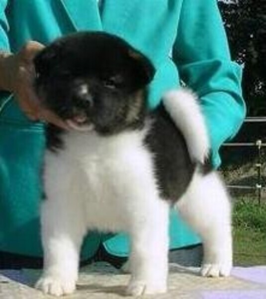 Cute Akita Puppies whatsapp:+44-7543-4700-27