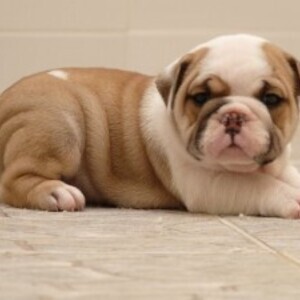 English Bulldog whatsapp:+44-7543-4700-27 | PostAds PH