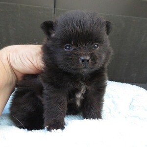 Super Pomeranian Puppies whatsapp:+44-7543-4700-27 | PostAds PH