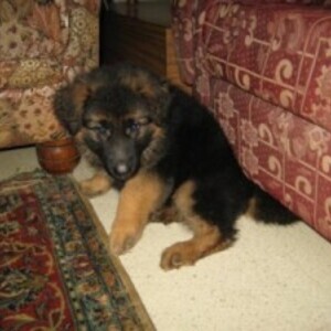 GERMAN SHEPHERD PUPPIES whatsapp:+44-7543-4700-27 | PostAds PH