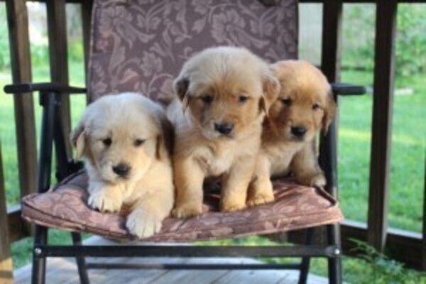 Two Gorgeous, quality AKC Golden Retriever puppies whatsapp:+44-7543-4700-27