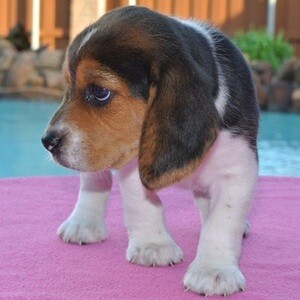 Beagle Puppies male and female Viber:+63-9481-451-325 | PostAds PH