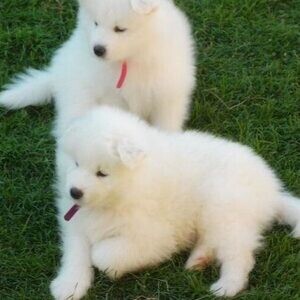 Samoyed Puppies Viber:+63-9481-451-325 | PostAds PH