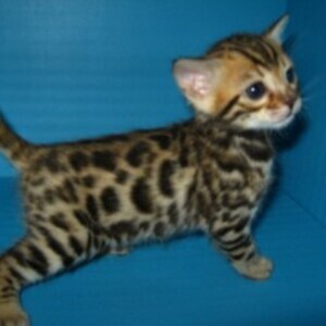 Bengal kittens Viber:+63-9481-451-325 | PostAds PH