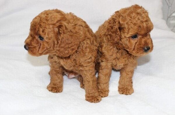 Maltipoo puppies Viber:+63-9481-451-325