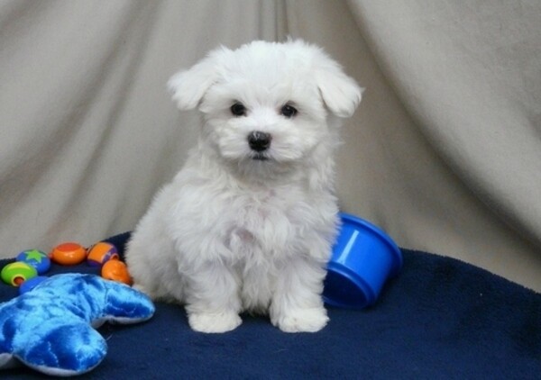 Maltese Puppies Viber:+63-9481-451-325