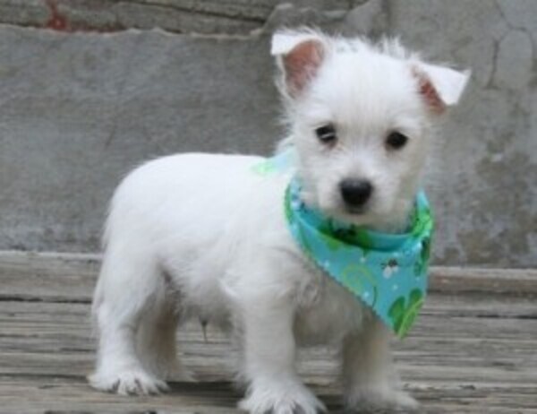 west highland white terrier Viber:+63-9481-451-325
