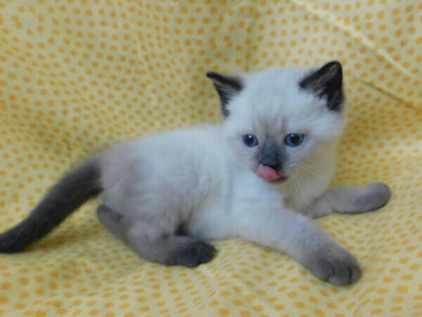 Birman kittens Viber:+63-9481-451-325