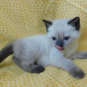 Birman kittens Viber:+63-9481-451-325 | PostAds PH