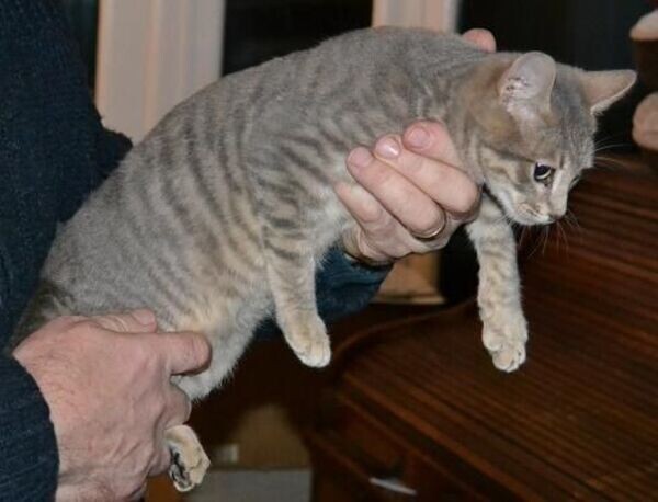 Toyger kittens Viber:+63-9481-451-325