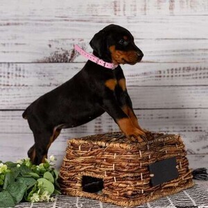 Doberman puppies Viber: +63-907-8846-530 | PostAds PH