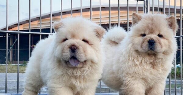 Chow Chow puppies Viber: +63-907-8846-530