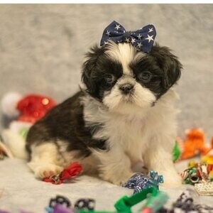 Shih Tzu Puppies Viber: +63-907-8846-530 | PostAds PH