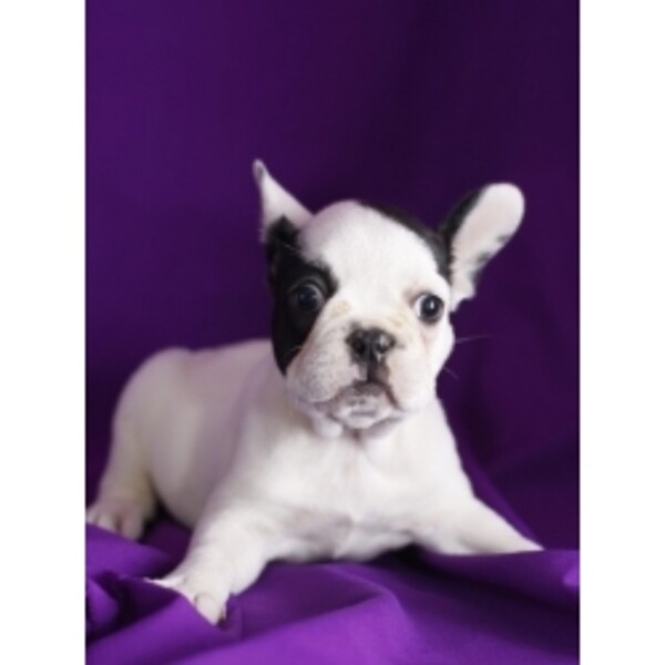 French Bulldog: The Compact Companion Viber: +63-907-8846-530