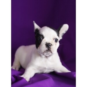 French Bulldog: The Compact Companion Viber: +63-907-8846-530 | PostAds PH
