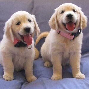 Golden Retriever: The Friendly Giant Viber: +63-907-8846-530 | PostAds PH