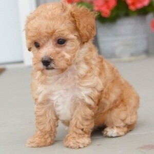 Poodle: The Smart and Stylish Dog Viber: +63-907-8846-530 | PostAds PH