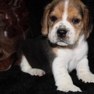 Beagle: The Happy and Curious Explorer Viber: +63-907-8846-530 | PostAds PH