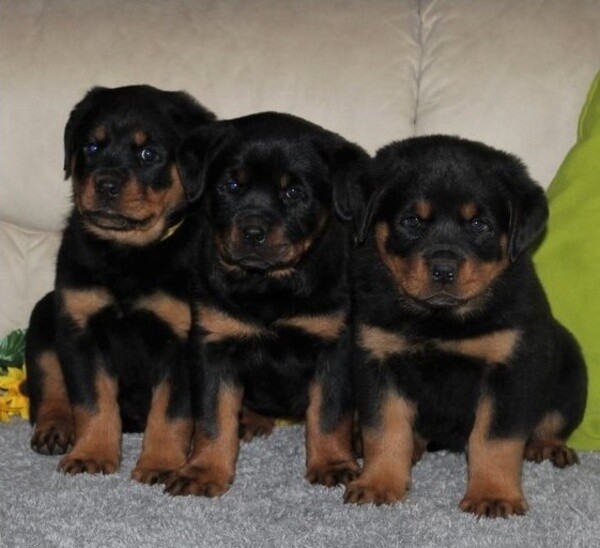 Rottweiler: The Strong and Confident Guardian Viber: +63-907-8846-530