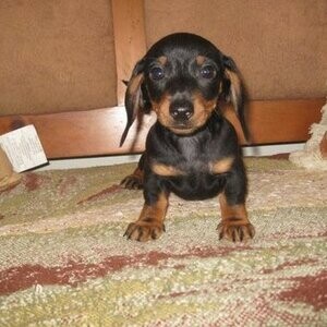 Dachshund: The Small but Fearless Hunter Viber: +63-907-8846-530 | PostAds PH