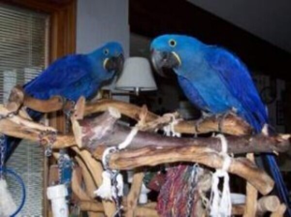 Blue Hyacinth Macaw Parrots whatsapp:+44-7543-470-027