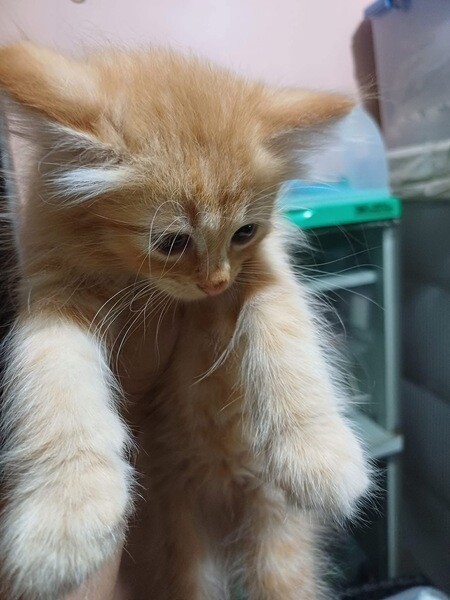 For Sale. Pure Persian Kitten   Viber only at +639283329947