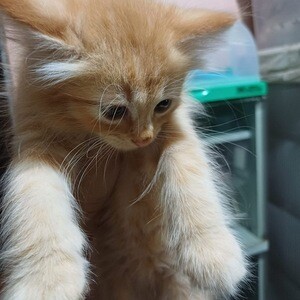 For Sale. Pure Persian Kitten Viber only at +639283329947 | PostAds PH
