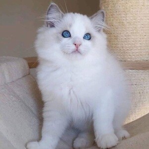Available and Friendly Ragdoll kittens for adoption. Viber only at +639283329947 | PostAds PH