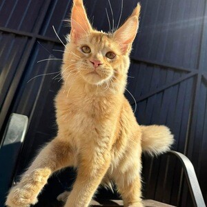 Main coon kittens for adoption. Viber only at +639283329947 | PostAds PH