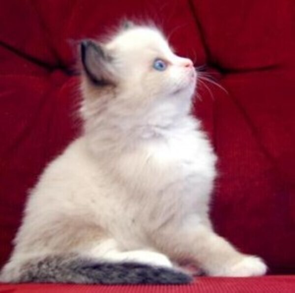 Purebred Ragdolls Kittens whatsapp:+44-7543-470-027