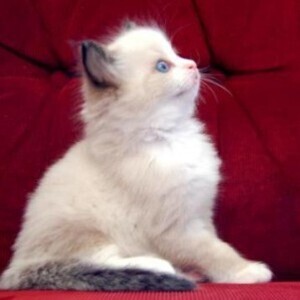 Purebred Ragdolls Kittens whatsapp:+44-7543-470-027 | PostAds PH