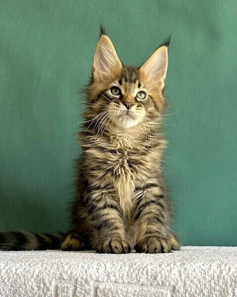 Maine Coon Kittens whatsapp:+44-7543-470-027