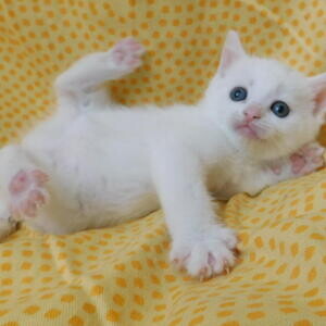 Birman kittens whatsapp:+44-7543-470-027 | PostAds PH