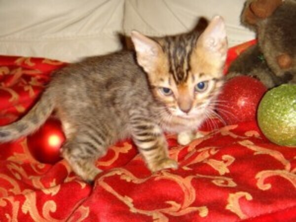 Cute Bengal Kittens whatsapp:+44-7543-470-027