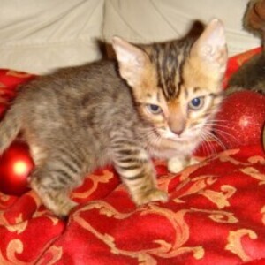 Cute Bengal Kittens whatsapp:+44-7543-470-027 | PostAds PH
