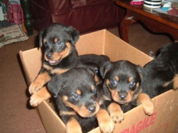 Rottweiler Puppies whatsapp:+44-7543-470-027