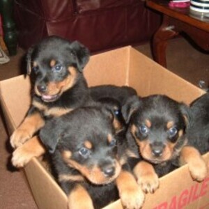 Rottweiler Puppies whatsapp:+44-7543-470-027 | PostAds PH