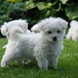 Male and Female Maltese Puppies whatsapp:+44-7543-470-027 | PostAds PH