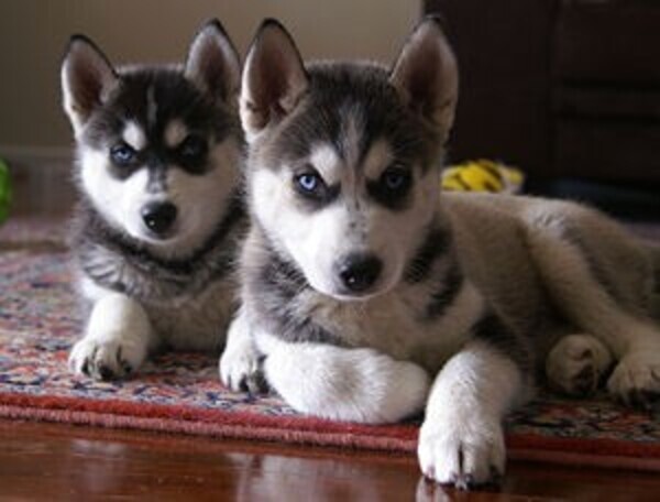 Siberian Husky Puppies whatsapp:+44-7543-470-027
