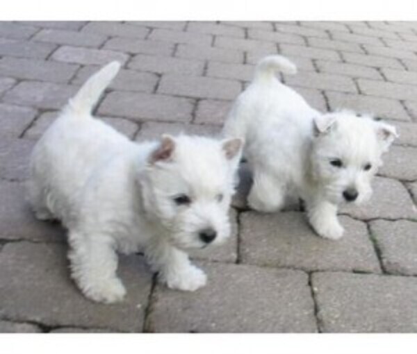 West Highland Terrier Puppies whatsapp:+44-7543-470-027