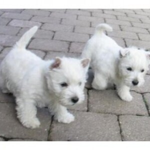 West Highland Terrier Puppies whatsapp:+44-7543-470-027 | PostAds PH