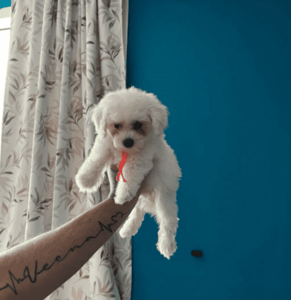 Bichon Frise Pups whatsapp:+44-7543-470-027