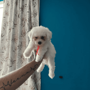 Bichon Frise Pups whatsapp:+44-7543-470-027 | PostAds PH