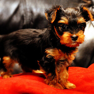 cute teacup yorkie puppies whatsapp:+44-7543-470-027 | PostAds PH
